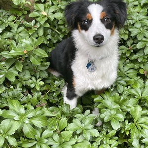 Team Page: Shepherds & Strays